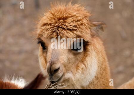 Mountview Alpaca Farm Stock Photo