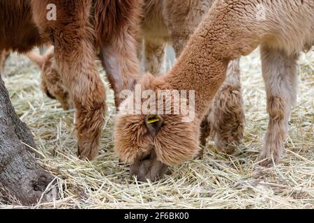 Mountview Alpaca Farm Stock Photo