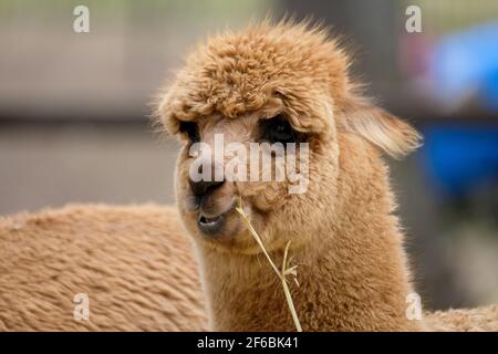 Mountview Alpaca Farm Stock Photo