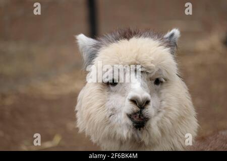 Mountview Alpaca Farm Stock Photo