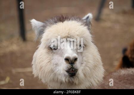 Mountview Alpaca Farm Stock Photo