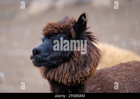 Mountview Alpaca Farm Stock Photo