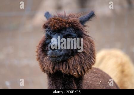 Mountview Alpaca Farm Stock Photo