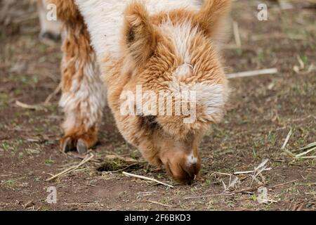 Mountview Alpaca Farm Stock Photo