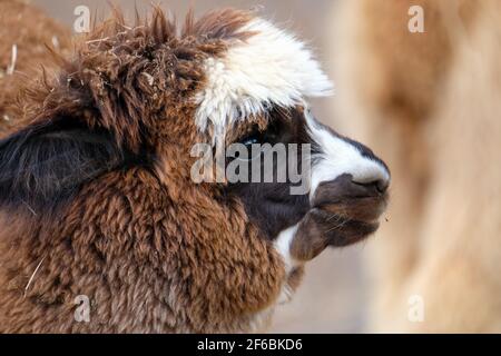 Mountview Alpaca Farm Stock Photo