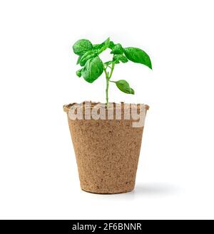 A young basil sprout in a pot is isolated on a white background. Stock Photo