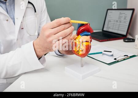 doctor showing a structure and anatomy of a human heart using a medical teaching model of a heart, pointing with a pen to aorta Stock Photo