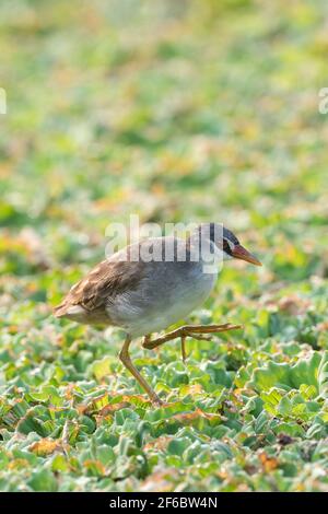 A delicate-looking inhabitant of densely vegetated wetlands, where it scrambles over floating plants and between the stems of standing ones. Stock Photo