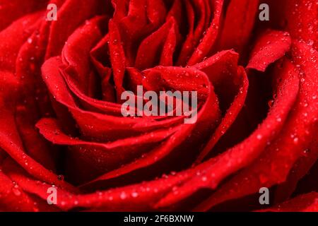 Red rose flower background with drops of dew, close up macro. Stock Photo