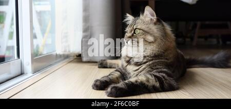 Horizontal photo of a cat lying on wooden floor near window in living room. Stock Photo