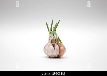 Sprouted head of garlic isolated on white background. Stock Photo
