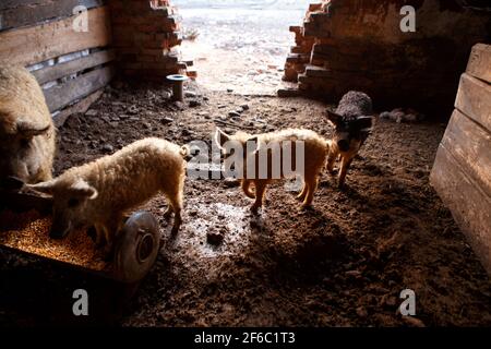 VELYKYI BEREZNYI, UKRAINE - MARCH 26, 2021 - Mangalica pigs live on a farm in Velykyi Bereznyi urban-type settlement, Zakarpattia Region, western Ukra Stock Photo