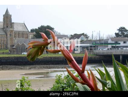 Reptillian like flowers of Beschorneria septentrionalis in Marine Gardens, Hayle, Cornwall. St Elwyn church is in the background on bright March day. Stock Photo