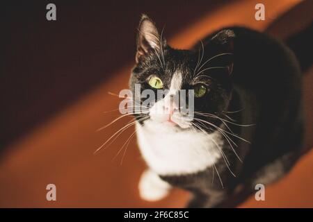 black cat with a white neck and paws and yellow eyes looks at the camera, sitting in a dark room on an orange floor in the spring sun shining