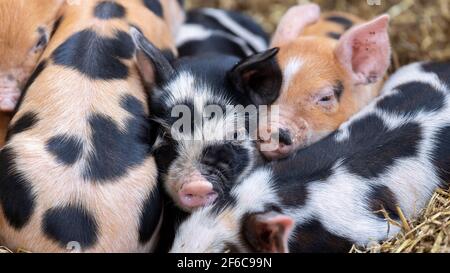Litter of free range piglets sleeping in a pile on a straw bed, North Yorkshire, UK. Stock Photo