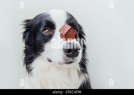 Funny portrait of cute puppy dog border collie holding miniature toy model house on nose, isolated on white background. Real estate mortgage property Stock Photo