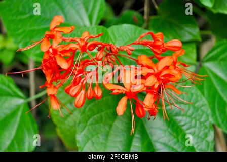 Java Glorybower Latin name Clerodendrum speciosissimum flowers used for some medical ailments Stock Photo