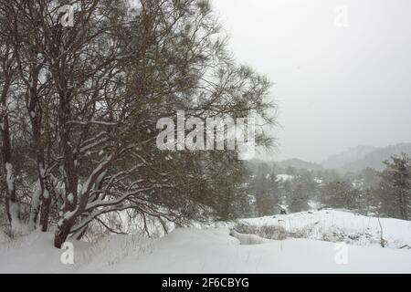 heavy snowfall on mountain of Sicily snow covered broom and pine trees in Etna Park Stock Photo