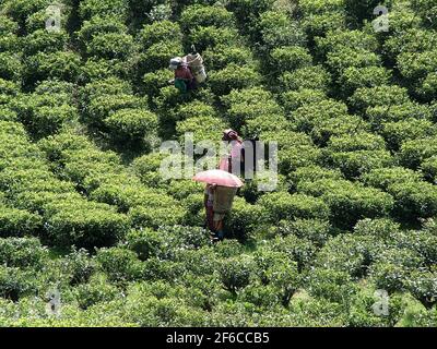 INDIA: SIKKIM TEA PICKERS Stock Photo