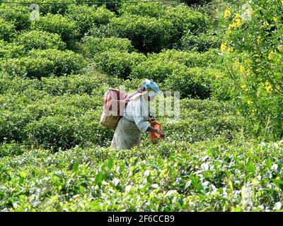 INDIA: SIKKIM TEA PICKERS Stock Photo