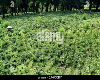 INDIA: SIKKIM TEA PICKERS Stock Photo