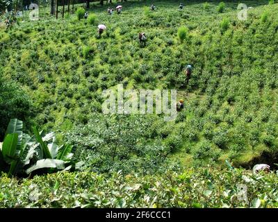 INDIA: SIKKIM TEA PICKERS Stock Photo