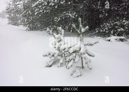 heavy snowfall on pine trees in Sicily snow covered ground on mountain of Etna Park Stock Photo