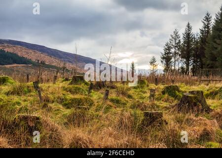 Regeneration of a former deforested and clear felled sitka spruce conifer plantation in the Galloway Forest Park, Scotland Stock Photo