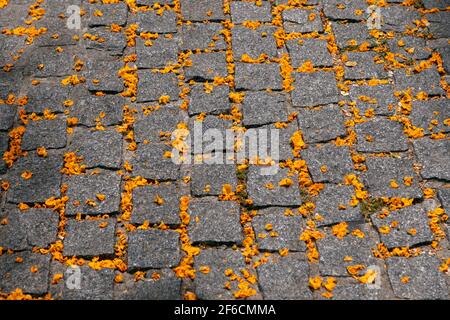 Paving stones spangled with yellow flowers. Spring flowers on the road Stock Photo