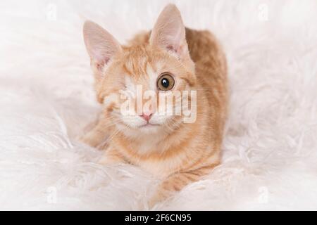 Cute one eyed visual handicapped orange ginger young cat looking at the camera lying on a white fur Stock Photo