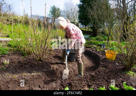Older woman digging path with a spade through soil in her country garden with blackcurrant bushes growing in March sunshine Wales UK KATHY DEWITT Stock Photo