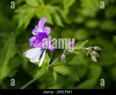 GERANIUM SYLVATICUM Woodland Geranium Stock Photo