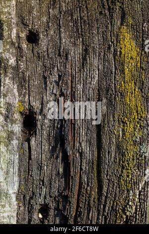 Old dry tree, bark texture. Close Up Old Wood Texture. Cracked dead old tree background vertical image. Stock Photo