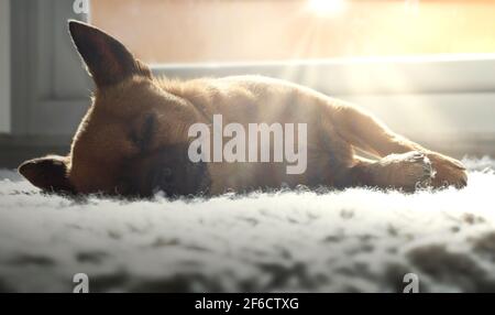Chihuahua sleeping on a carpet and enjoying the sun rays.  Indoors. Stock Photo