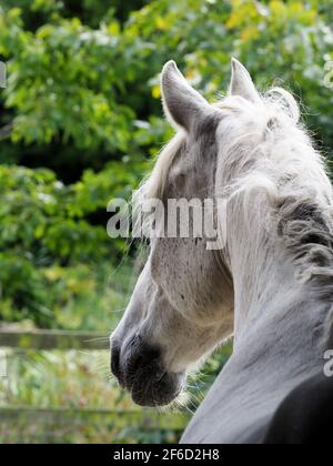 A headshot of a veteran grey horse shot from behind. Stock Photo