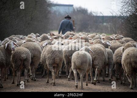 26 March 2021, Saxony-Anhalt, Zerbst: Rainer Frischbier, master shepherd, leads his animals out to pasture. He still wears the traditional shepherd's hat and shepherd's dust. Photo: Stephan Schulz/dpa-Zentralbild/ZB Stock Photo