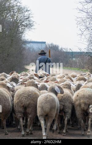 26 March 2021, Saxony-Anhalt, Zerbst: Rainer Frischbier, master shepherd, leads his animals out to pasture. He still wears the traditional shepherd's hat and shepherd's dust. Photo: Stephan Schulz/dpa-Zentralbild/ZB Stock Photo