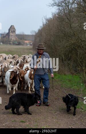 26 March 2021, Saxony-Anhalt, Zerbst: Rainer Frischbier, master shepherd, leads his animals out to pasture. He still wears the traditional shepherd's hat and the shepherd's dust. He is accompanied by his two herding dogs. They make sure that none of the sheep or Boer goats escape from the flock. Photo: Stephan Schulz/dpa-Zentralbild/ZB Stock Photo
