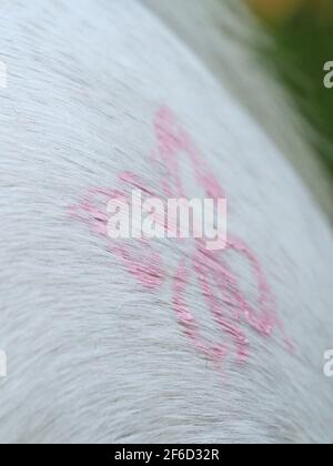 Close up of children decorating a pony with animal friendly paint and chalk. Stock Photo