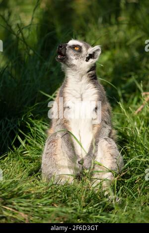 A ring tailed maki sitting in the grass and enjoying the sun looking up Stock Photo