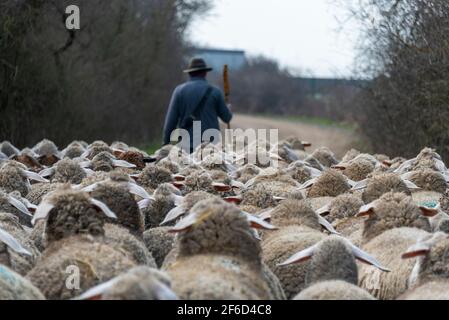 Zerbst, Germany. 26th Mar, 2021. Rainer Frischbier, master shepherd, leads his animals out to pasture. He still wears the traditional shepherd's hat and the shepherd's dust. He is accompanied by his two herding dogs. They make sure that none of the sheep or Boer goats escape from the flock. Credit: Stephan Schulz/dpa-Zentralbild/ZB/dpa/Alamy Live News Stock Photo