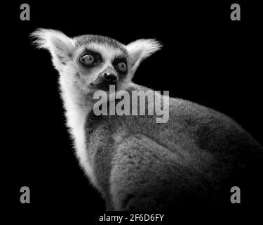 Portrait of a ringtailed lemur looking over its shoulder in a black and white image Stock Photo