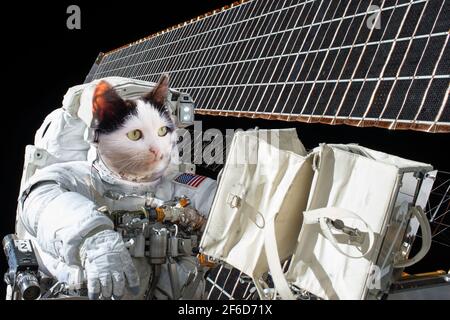 cat in a spacesuit on a space station in space,Elements of this image furnished by NASA illustration Stock Photo