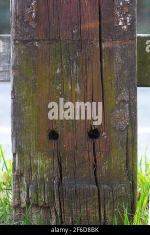 Naturally colored old wood texture with rust, moss and mold. Vintage wood background. Stock Photo