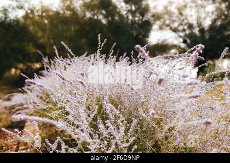 Purple lavender bush in nature. Evening time in forest. High quality photo Stock Photo
