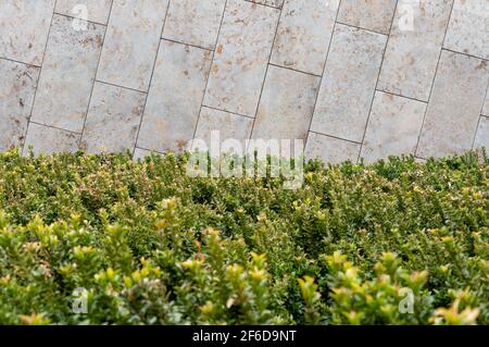 Close up view of boxwood bushes with green foliage and sunlight background. Boxwood bushes Stock Photo