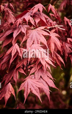 Acer palmatum 'Mon Papa' - autumn foliage Stock Photo - Alamy