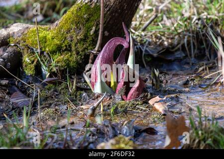 Skunk cabbage (Symplocarpus foetidus) is one of the first native  plants to grow and bloom in early spring in the Wisconsin. Stock Photo