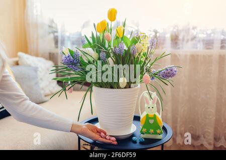Easter home decor. Woman puts eggs by spring blooming flowers in pot. Yellow hyacinths, tulips, muscari on table. Stock Photo
