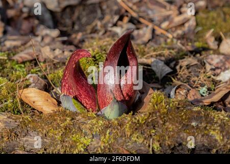 Skunk cabbage (Symplocarpus foetidus) is one of the first native  plants to grow and bloom in early spring in the Wisconsin. Stock Photo